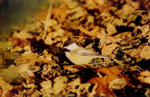 Photo Mésange parmi les feuilles mortes