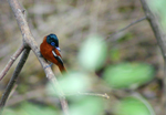 Photo Oiseau sur l'Ile de Mayotte