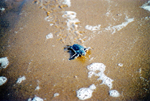 Photo Jeune tortue marine