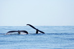 Photo Baleines à bosse