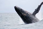 Photo Saut de la baleine à bosse