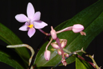 Photo Phalaenopsis eques