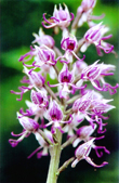 Photo Orchidées