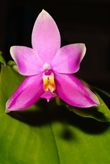 Photo Phalaenopsis violacea (Orchidée)