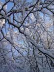 Photo Branches d'arbres enneigées