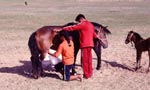 Photo Traite de jument en Mongolie