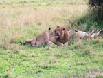 Photo Meute de lions au repos