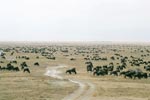 Photo Troupeau de Gnous dans le Cratre du Ngorongoro