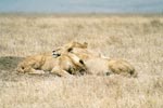 Photo Enchevtrement de lion au Ngorongoro
