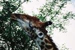 Photo Girafe broutant des feuilles d'Acacia