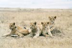 Photo Groupe de jeunes lions