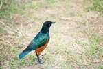 Photo Oiseau multicolore d'afrique