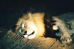 Photo Lion endormi sur une piste