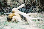 Photo Lion en position de digestion