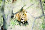 Photo Lion dans la savane