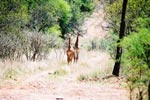 Photo Girafons d'Afrique du Sud