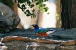 Photo Oiseau multicolore