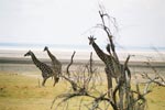 Photo Groupe de Girafe de la réserve du Lac Manyara