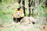 Photo Lion d'afrique du Sud