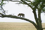 Photo Lopard sur son arbre