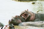 Photo Mare d'Hippopotames