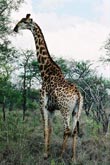 Photo Girafe se nourissant de feuille d'acacia
