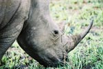 Photo Rhinocéros noir d'Afrique du Sud