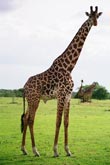 Photo Girafe mâle