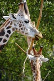 Photo Girafes
